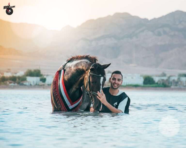 Rider with his horse in the Red Sea at Dahab