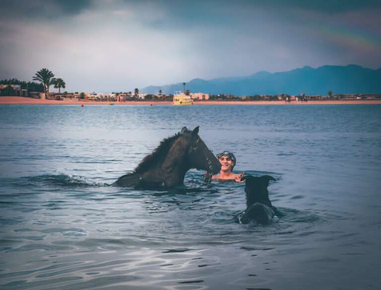 Horse swimming with its rider in the sea at Dahab