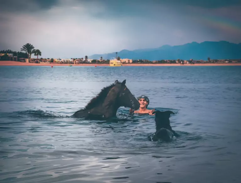 Horse swimming with its rider in the sea at Dahab