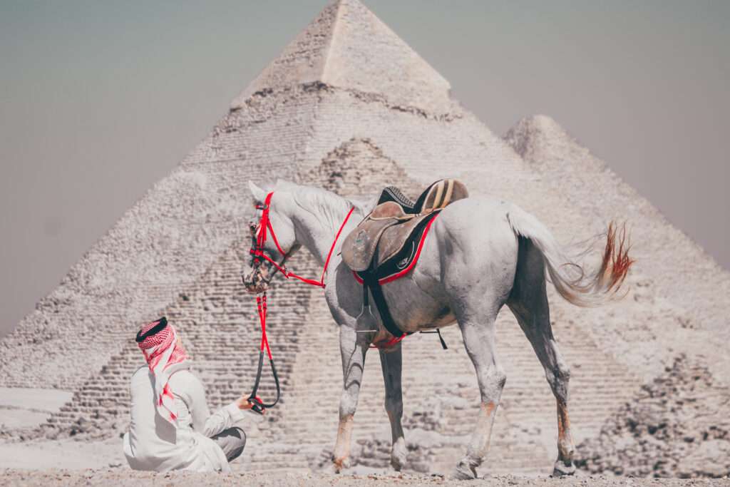 Two grey Arabian horses at the Great Pyramids of Giza