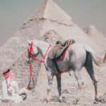 Two grey Arabian horses at the Great Pyramids of Giza