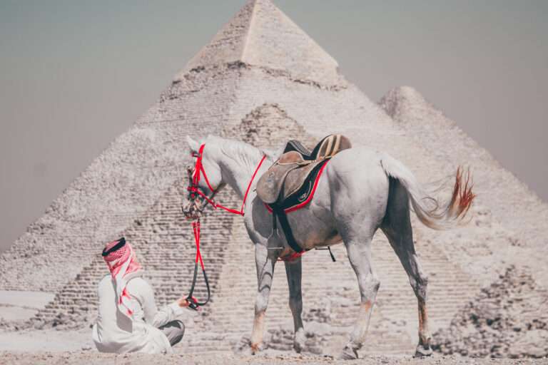 Two grey Arabian horses at the Great Pyramids of Giza