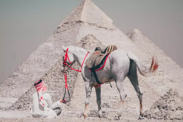 Two grey Arabian horses at the Great Pyramids of Giza