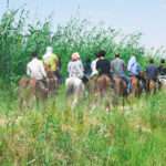 Group horse ride among the reeds at Lake Qarun, Fayoum