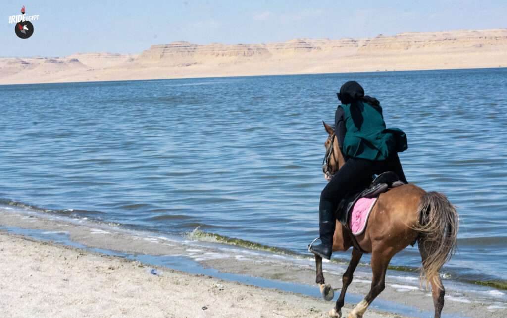 Rider cantering along the beach of Lake Qarun