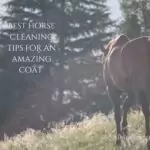 A silhouetted horse standing on a grassy hillside with sunlight creating a backlit effect, with text overlay reading "BEST HORSE CLEANING TIPS FOR AN AMAZING COAT" and "IRIDEEGYPT.COM"
