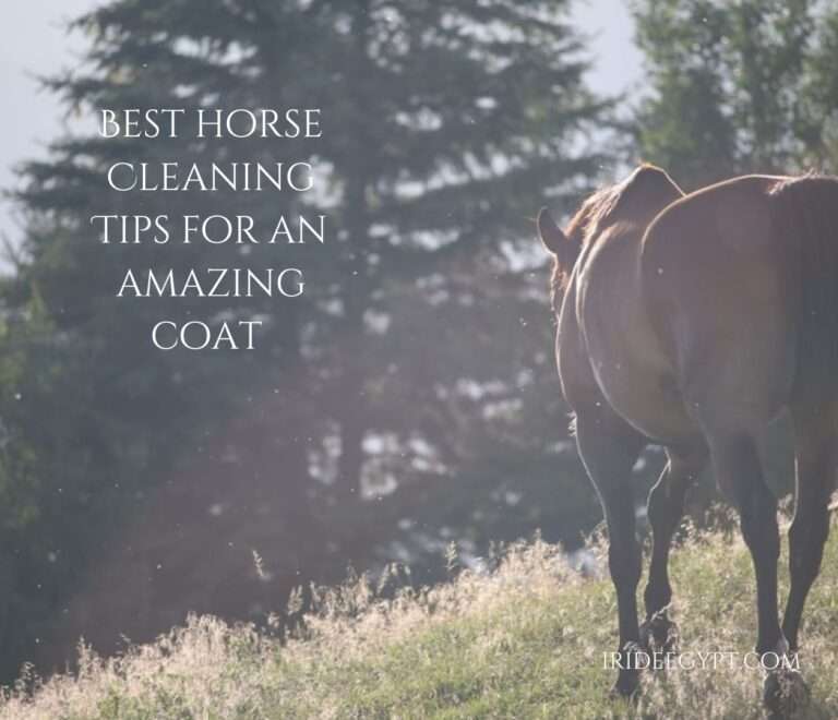 A silhouetted horse standing on a grassy hillside with sunlight creating a backlit effect, with text overlay reading "BEST HORSE CLEANING TIPS FOR AN AMAZING COAT" and "IRIDEEGYPT.COM"