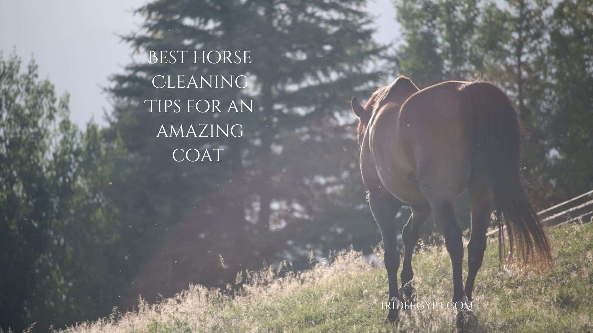 A silhouetted horse standing on a grassy hillside with sunlight creating a backlit effect, with text overlay reading "BEST HORSE CLEANING TIPS FOR AN AMAZING COAT" and "IRIDEEGYPT.COM"