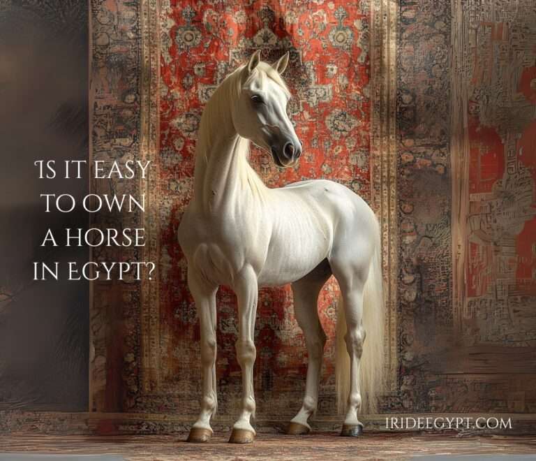 own a horse in egypt, buy a horse