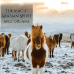 A herd of Icelandic horses standing in a snowy landscape at dusk. A brown and white pinto horse stands prominently in the foreground, with several horses of varying colors - including brown, white, and black - visible in the background. The sky shows warm sunset colors transitioning to blue, and text overlay reads 'THE MAGIC ARABIAN SPIRIT AND DREAMS' with a website watermark 'IRIDEEGYPT.COM