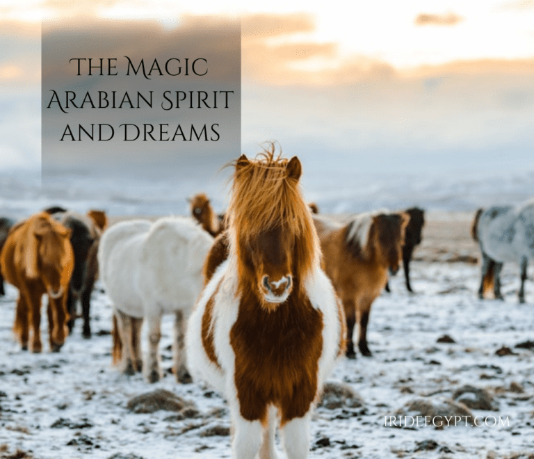 A herd of Icelandic horses standing in a snowy landscape at dusk. A brown and white pinto horse stands prominently in the foreground, with several horses of varying colors - including brown, white, and black - visible in the background. The sky shows warm sunset colors transitioning to blue, and text overlay reads 'THE MAGIC ARABIAN SPIRIT AND DREAMS' with a website watermark 'IRIDEEGYPT.COM