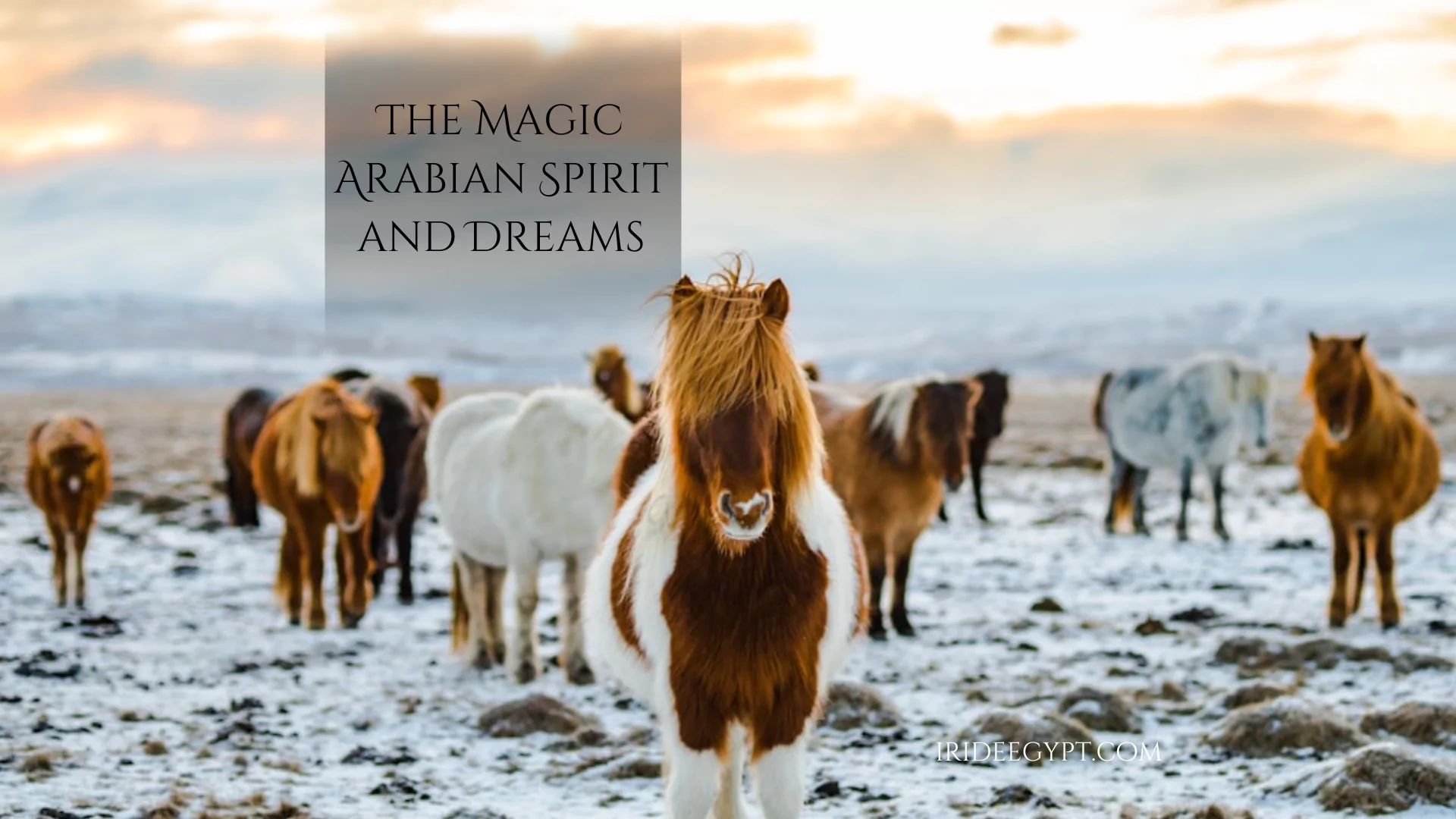 A herd of Icelandic horses standing in a snowy landscape at dusk. A brown and white pinto horse stands prominently in the foreground, with several horses of varying colors - including brown, white, and black - visible in the background. The sky shows warm sunset colors transitioning to blue, and text overlay reads 'THE MAGIC ARABIAN SPIRIT AND DREAMS' with a website watermark 'IRIDEEGYPT.COM