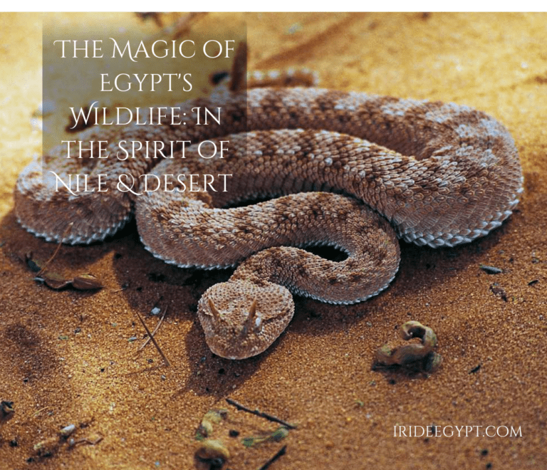 A horned viper snake coiled on sandy desert ground, with brown and beige scales creating a distinctive pattern. The image includes text overlay reading 'THE MAGIC OF EGYPT'S WILDLIFE: IN THE SPIRIT OF NILE & DESERT' and a website watermark 'IRIDEEGYPT.COM'