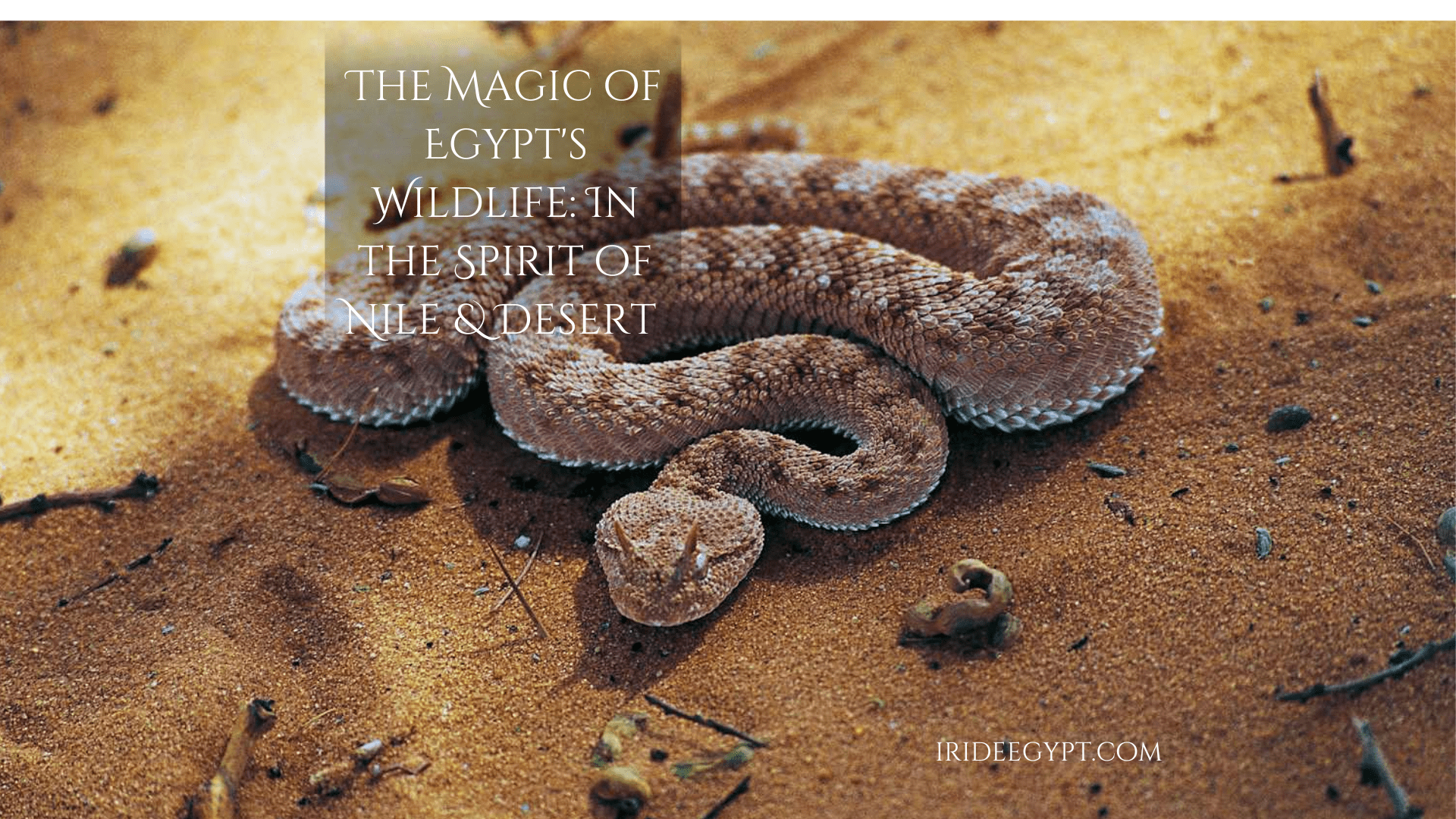 A horned viper snake coiled on sandy desert ground, with brown and beige scales creating a distinctive pattern. The image includes text overlay reading 'THE MAGIC OF EGYPT'S WILDLIFE: IN THE SPIRIT OF NILE & DESERT' and a website watermark 'IRIDEEGYPT.COM'