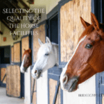 Three horses - two brown and one white - peering out from their wooden stable stalls in a well-maintained barn corridor. The stalls have blue trim and wooden doors, with tack equipment visible on the wall.