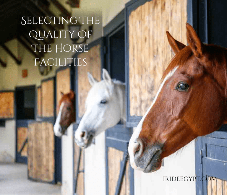 Three horses - two brown and one white - peering out from their wooden stable stalls in a well-maintained barn corridor. The stalls have blue trim and wooden doors, with tack equipment visible on the wall.