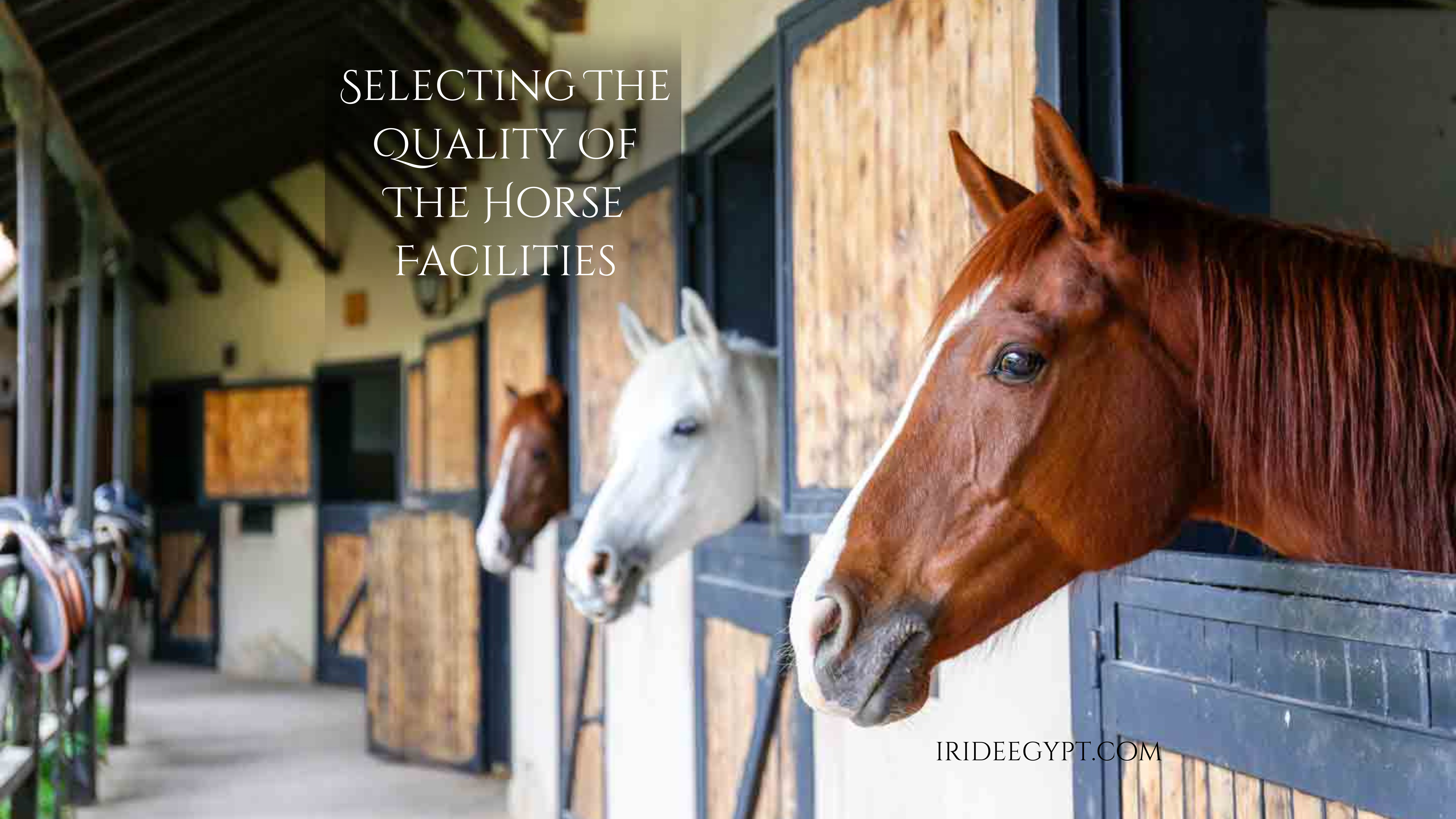 Three horses - two brown and one white - peering out from their wooden stable stalls in a well-maintained barn corridor. The stalls have blue trim and wooden doors, with tack equipment visible on the wall.