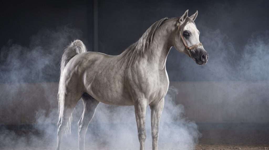 Grey Arabian horse in a show halter, showing its dished profile