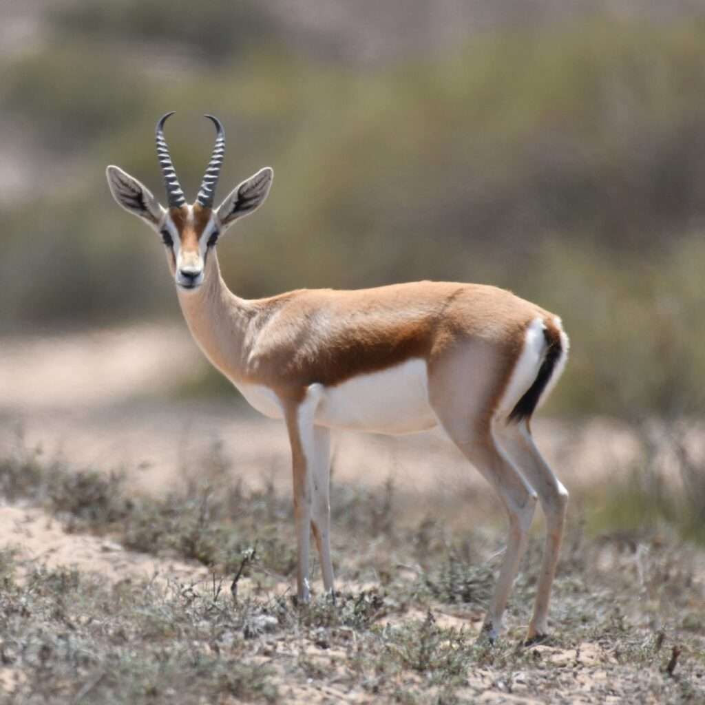 Dorcas gazelle in the desert