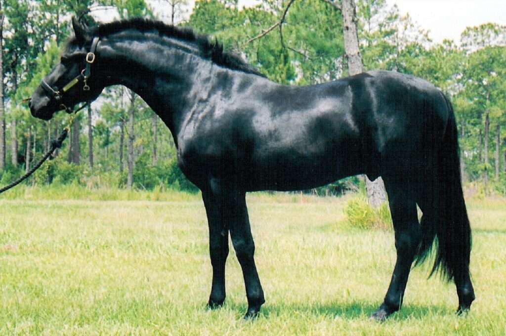 Black Friesian stallion, a Baroque horse breed