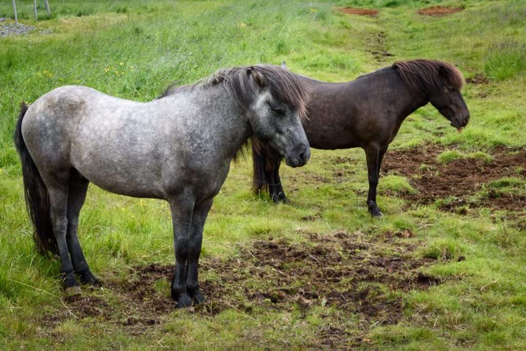 Icelandic horses grazing