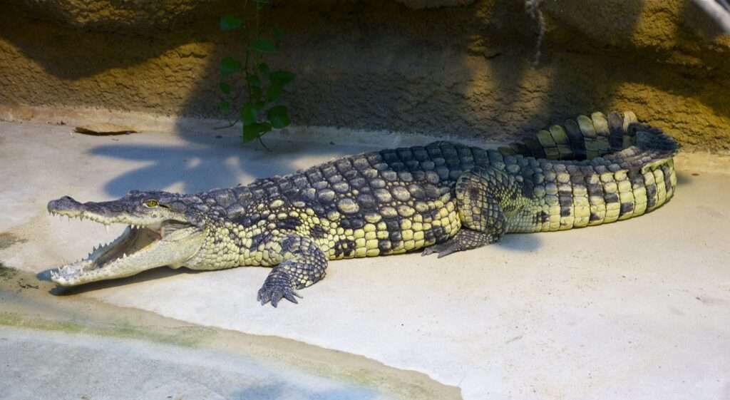 Nile crocodile resting on a sandy bank
