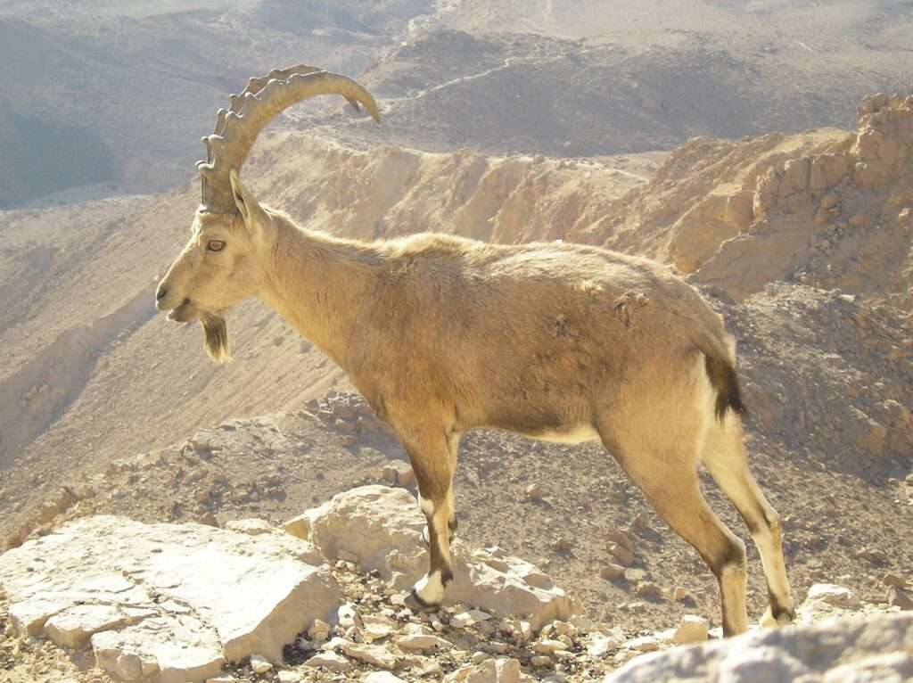 Nubian ibex on a rocky desert slope