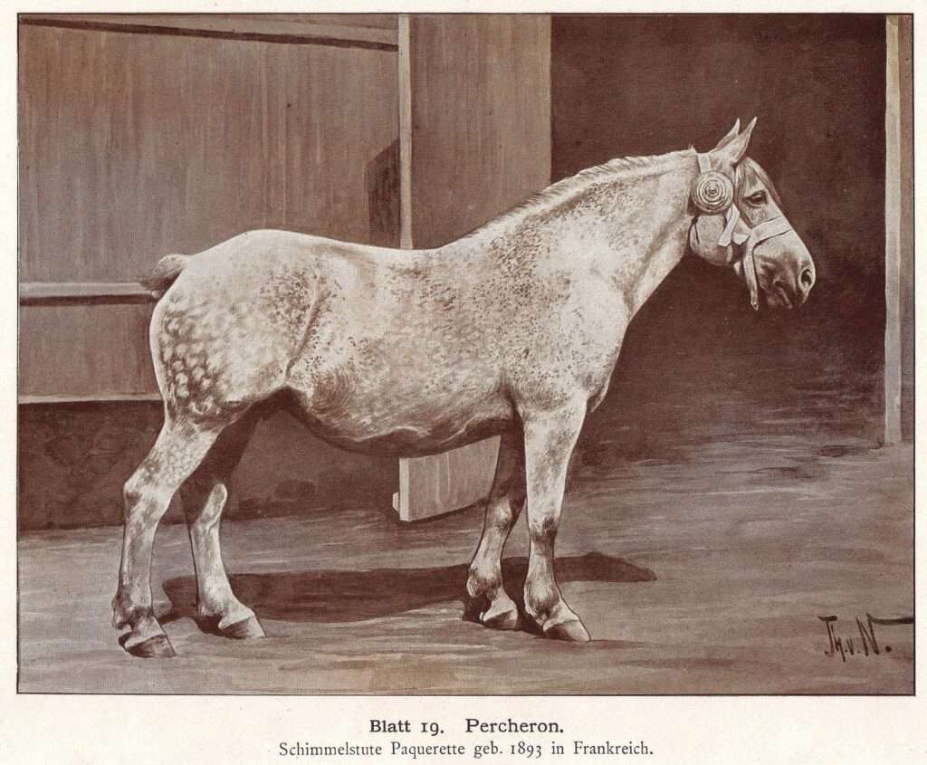 Percheron draft horse, 19th-century drawing