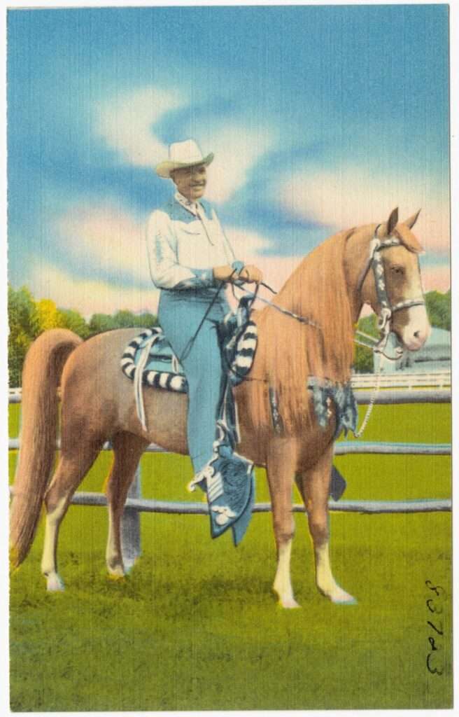 Rider on a Tennessee Walking Horse, a gaited breed (vintage postcard)