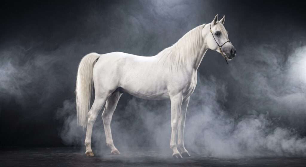 White Arabian horse in light studio smoke, showing its dished profile