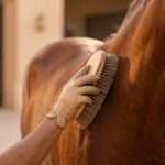 Groom brushing the shiny coat of a bay horse